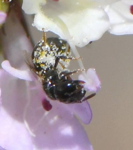 Ceratina parvula
